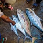 los pescados están en el piso recién sacados del río, esta una persona señalando cuál puede comprar para celebrar en semana santa.