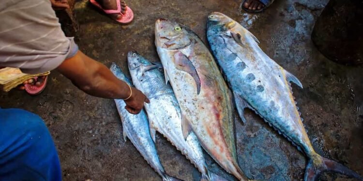 los pescados están en el piso recién sacados del río, esta una persona señalando cuál puede comprar para celebrar en semana santa.