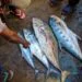 los pescados están en el piso recién sacados del río, esta una persona señalando cuál puede comprar para celebrar en semana santa.