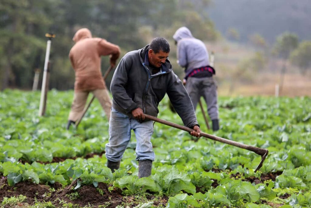 Productor del campo