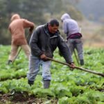 Productor del campo