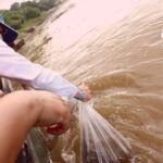 Alcaldía de Girardot junto a la Autoridad Nacional de Acuicultura y Pesca AUNAP, hicieron la liberación de 200 mil peces alevinos.