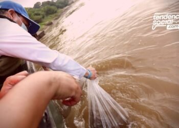 Alcaldía de Girardot junto a la Autoridad Nacional de Acuicultura y Pesca AUNAP, hicieron la liberación de 200 mil peces alevinos.