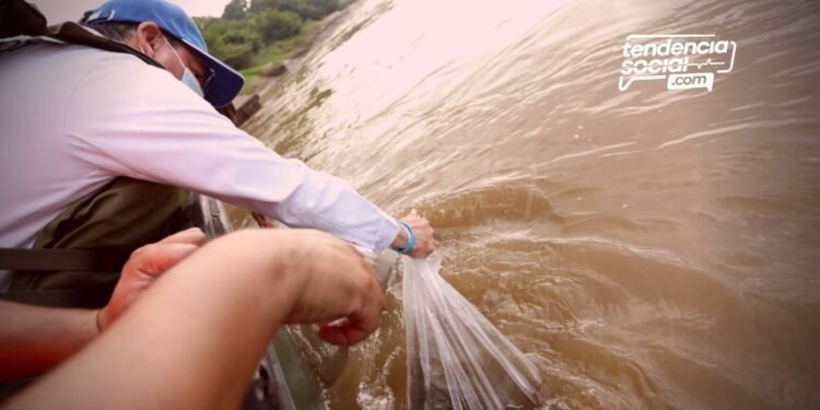 Alcaldía de Girardot junto a la Autoridad Nacional de Acuicultura y Pesca AUNAP, hicieron la liberación de 200 mil peces alevinos.