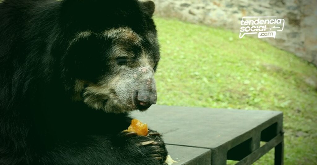 79 toneladas de comida para alimentar a los animales en Cundinamarca de bioparques y zoológicos, Wakatá, Jaime Duque y Piscilago.