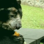 79 toneladas de comida para alimentar a los animales en Cundinamarca de bioparques y zoológicos, Wakatá, Jaime Duque y Piscilago.