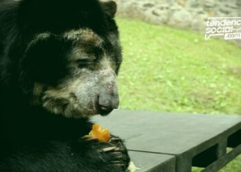 79 toneladas de comida para alimentar a los animales en Cundinamarca de bioparques y zoológicos, Wakatá, Jaime Duque y Piscilago.