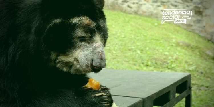79 toneladas de comida para alimentar a los animales en Cundinamarca de bioparques y zoológicos, Wakatá, Jaime Duque y Piscilago.