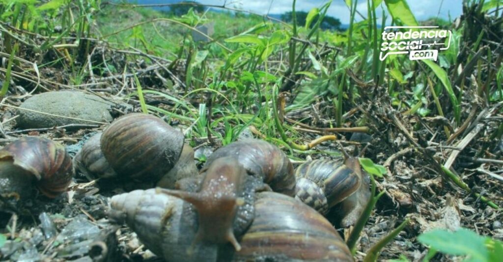 Caracol africano es una especie animal qu no es del país y llegó de manera ilegal, ahora esta en Cundinamarca en cultivos de los municipios.