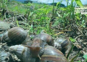 Caracol africano es una especie animal qu no es del país y llegó de manera ilegal, ahora esta en Cundinamarca en cultivos de los municipios.