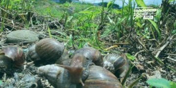 Caracol africano es una especie animal qu no es del país y llegó de manera ilegal, ahora esta en Cundinamarca en cultivos de los municipios.