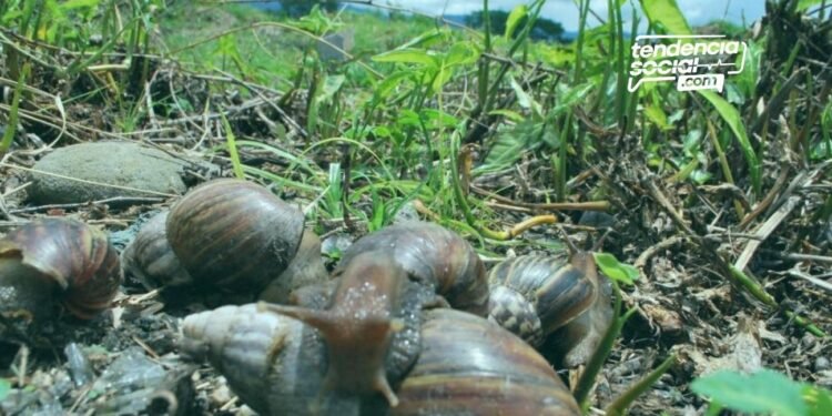 Caracol africano es una especie animal qu no es del país y llegó de manera ilegal, ahora esta en Cundinamarca en cultivos de los municipios.