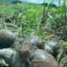 Caracol africano es una especie animal qu no es del país y llegó de manera ilegal, ahora esta en Cundinamarca en cultivos de los municipios.