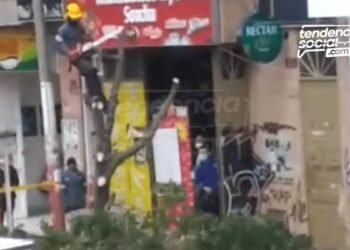 Cortan árboles sobre la séptima en Soacha. 9 beneficios que perjudica quitarlos