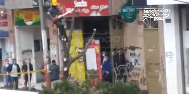 Cortan árboles sobre la séptima en Soacha. 9 beneficios que perjudica quitarlos