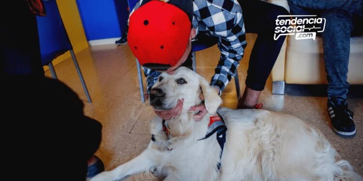 (Gratis) Requisitos y lugares para la esterilización de tu mascota en Soacha