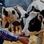 Se vuelve normal que en Cundinamarca encuentran vacas y caballos muertos ¿A qué se debe?