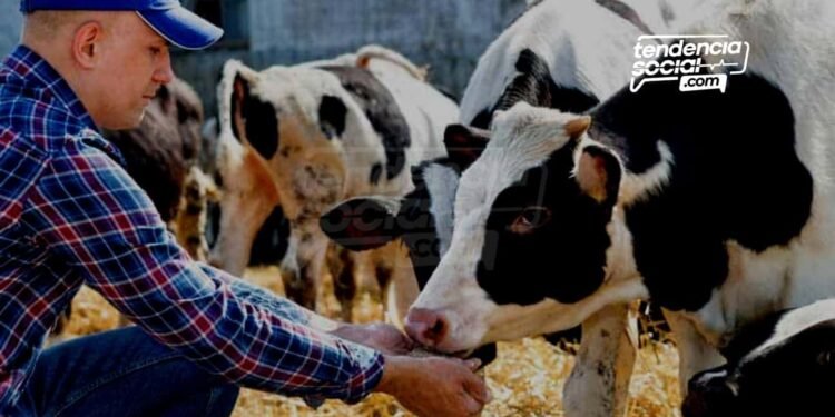 Se vuelve normal que en Cundinamarca encuentran vacas y caballos muertos ¿A qué se debe?