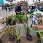 Se pusieron las pilas: Cambio total, a las materas que estaban dañadas en el parque