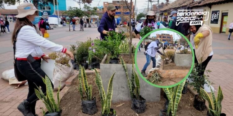 Se pusieron las pilas: Cambio total, a las materas que estaban dañadas en el parque