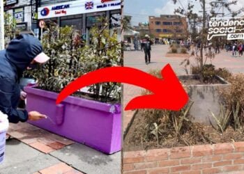 [Fotos]¡Qué desconsideración! Así de tristes están las materas que embellecen el centro de Soacha