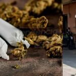 Así encontraron marihuana en una casa de Soacha para ser vendida en colegios