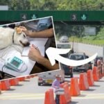 Crearán resguardos para la atención de animales abandonados en Cundinamarca ¡Entérate!