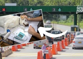 Crearán resguardos para la atención de animales abandonados en Cundinamarca ¡Entérate!