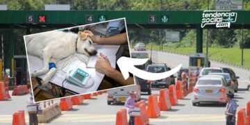 Crearán resguardos para la atención de animales abandonados en Cundinamarca ¡Entérate!