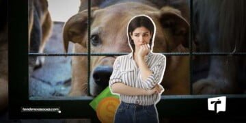 Multa Impactante por maltrato animal en Cundinamarca ¡Adiós a la crueldad!