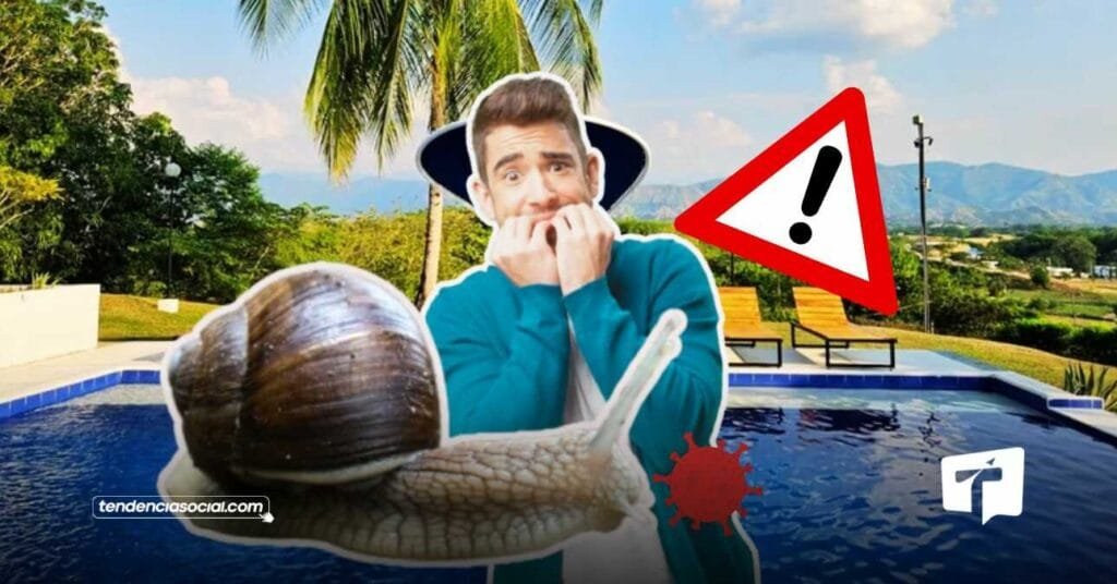 Caracoles gigantes aparecen en Cundinamarca en zonas calientes.