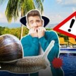 Caracoles gigantes aparecen en Cundinamarca en zonas calientes.