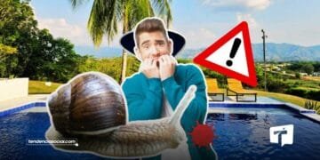 Caracoles gigantes aparecen en Cundinamarca en zonas calientes.