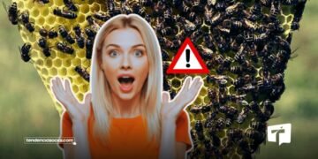 Abejas en Cundinamarca 2026