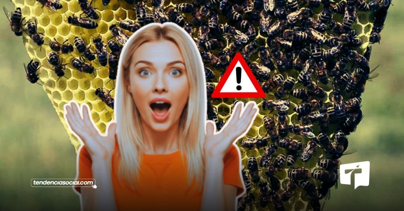 Abejas en Cundinamarca 2026