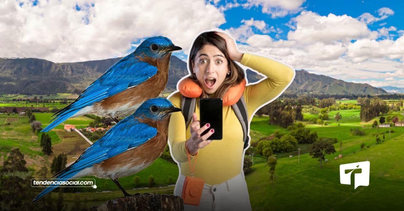 silvestre en Bogotá